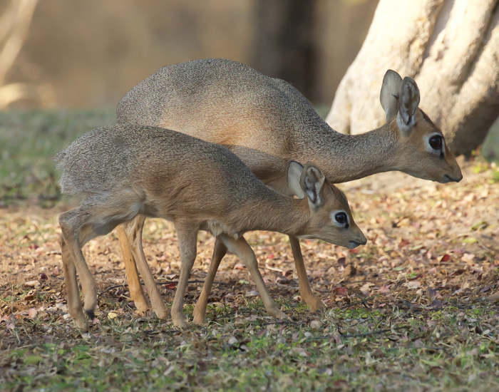 two small antelopes in the wild laying still