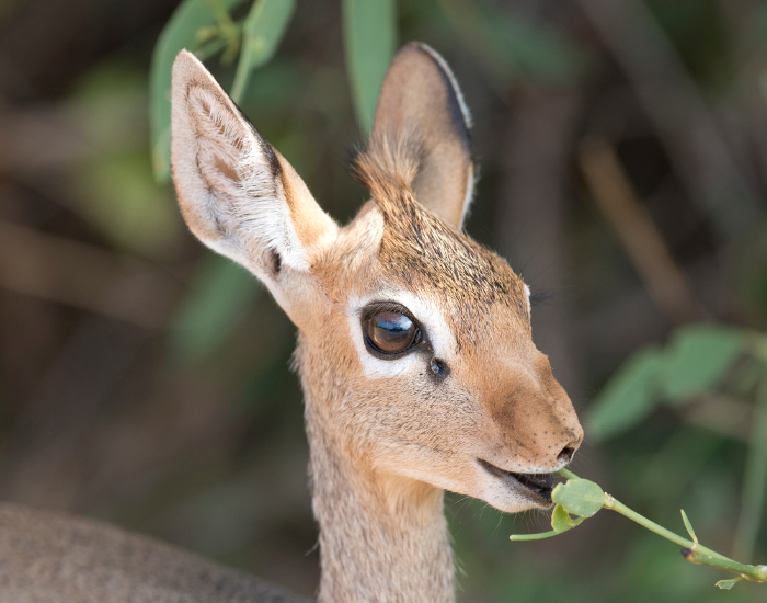 close up of a small antelope eating vegetation