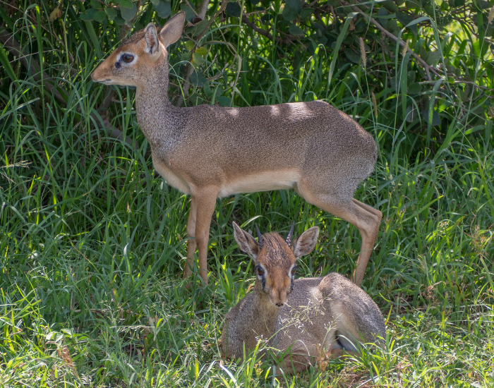 couple of dik diks in the wild