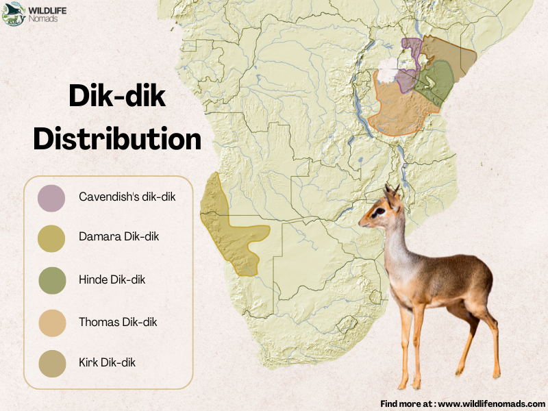 distribution map  of the dik dik in africa