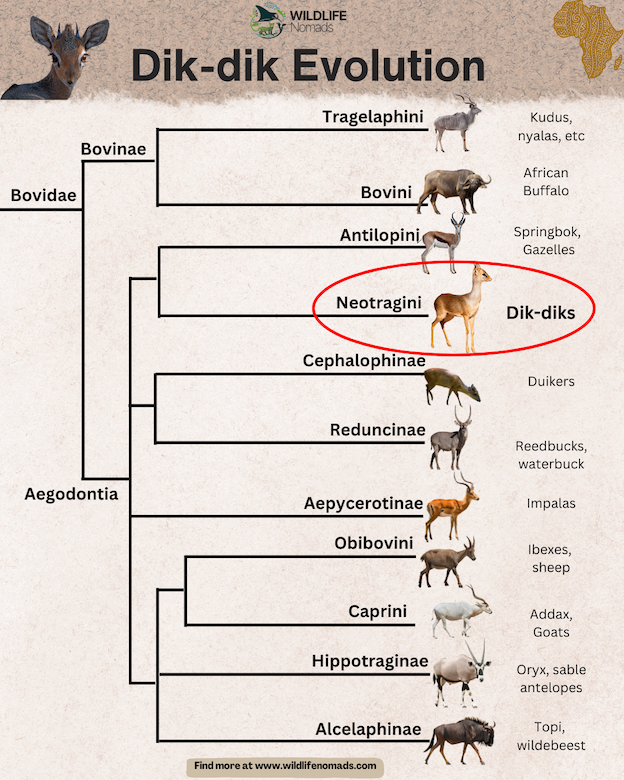 family tree of dik-dik showing relationshops