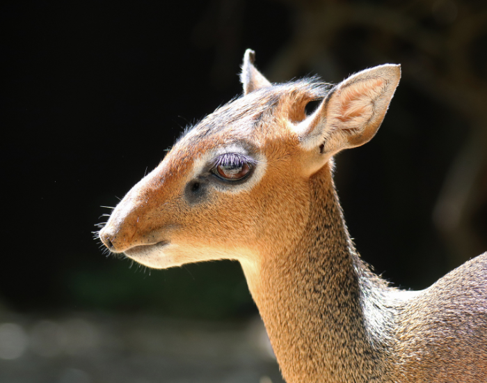 close up of the nose of a dik-dik