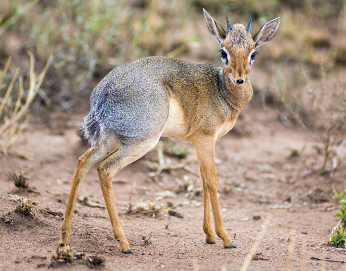 small antelope in the wild standing on the ground during the day