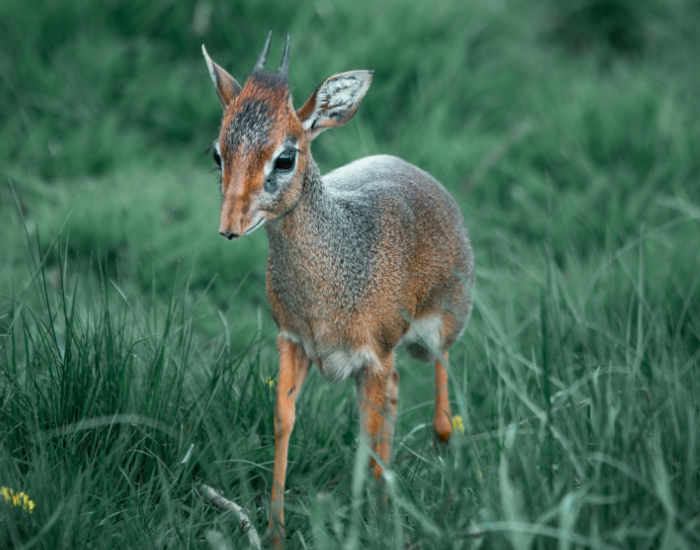 dik-dik standing on grass