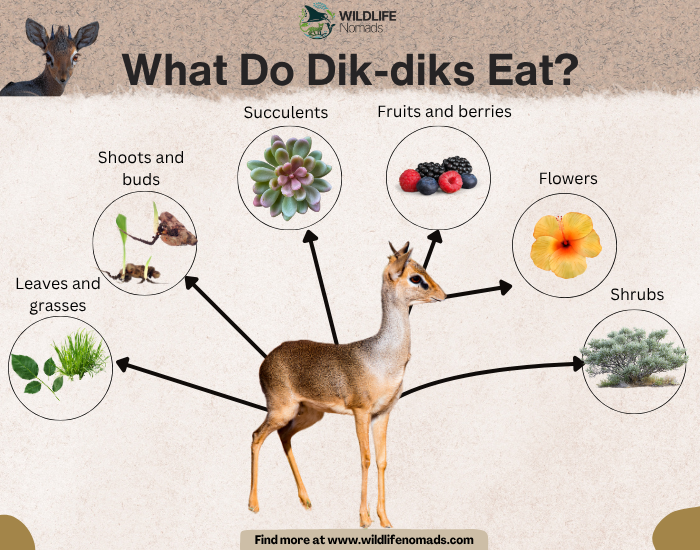 What Do Dik-diks Eat? infographic diet