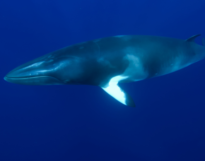 dwarf-minke-whale-close-up.webp close up of a minke whale swimming underwater