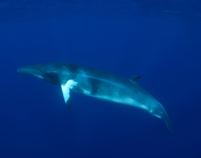 dwarf-minke-whale-swimming.webp minke whale swimming underwater