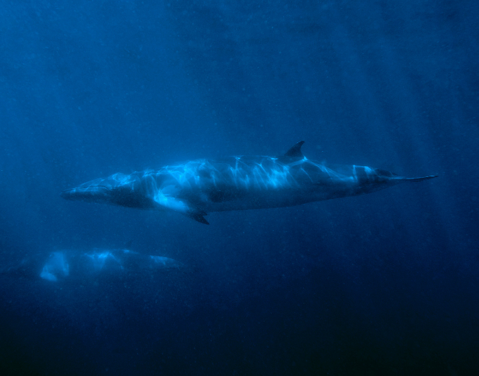 dwarf-minke-whale.webp minke whale underwater photo