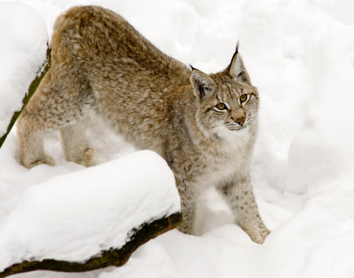 eurasian-lynx-looking-up.webp Eurasian lynx in the wild during winter looking up