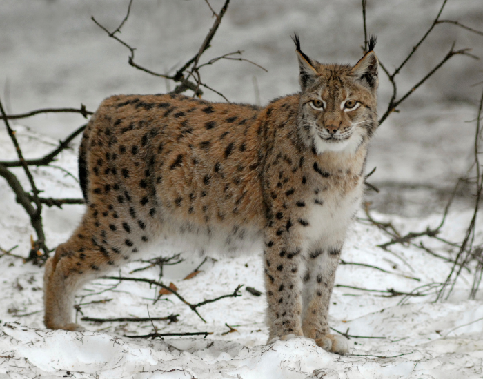 eurasian-lynx-snow.webp wild eurasian lyn in winter