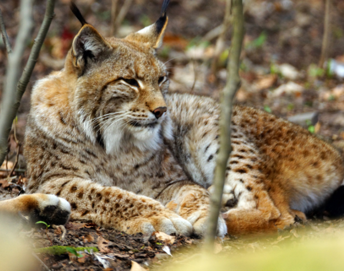 eurasian-lynx-wild-habitat.webp eurasian lynx laying in the forest