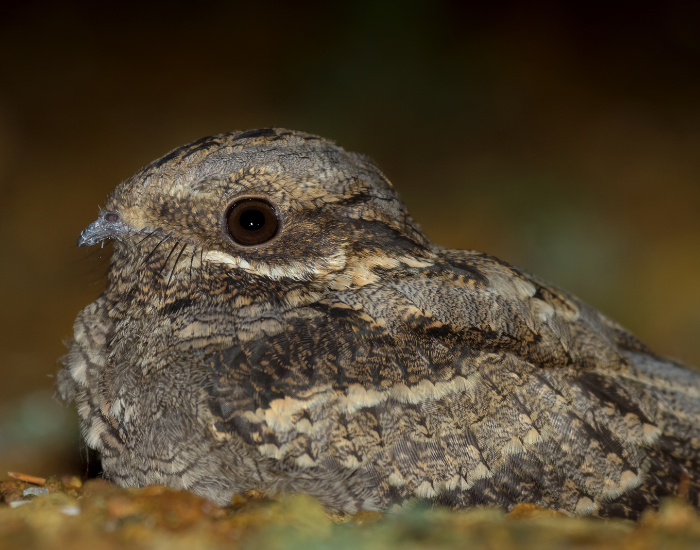 close up of an European Nightjar at night
