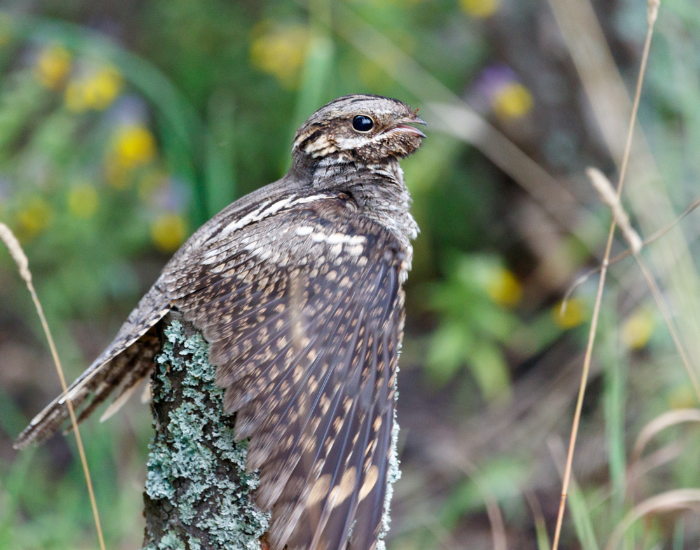 a Nightjar flapping its wings