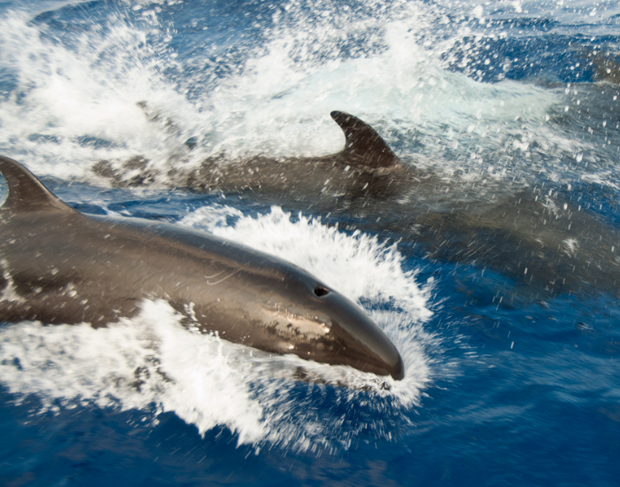 false-killer-whale-pseudorca-crassidens-couple-swimming.webp two false killer whales jumping in the ocean