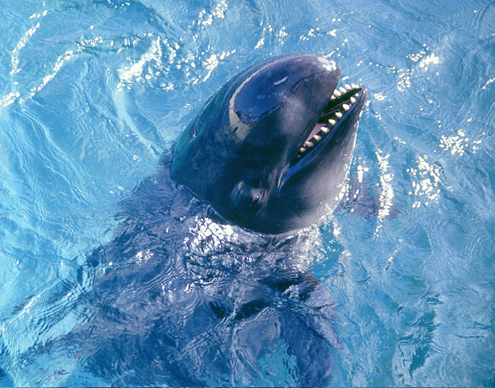 false-killer-whale-pseudorca-crassidens-head.webp false killer whale putting its head out of the water