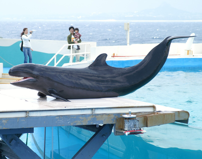 false-killer-whale-pseudorca-crassidens-in-japan.webp false killer whales on top of a table
