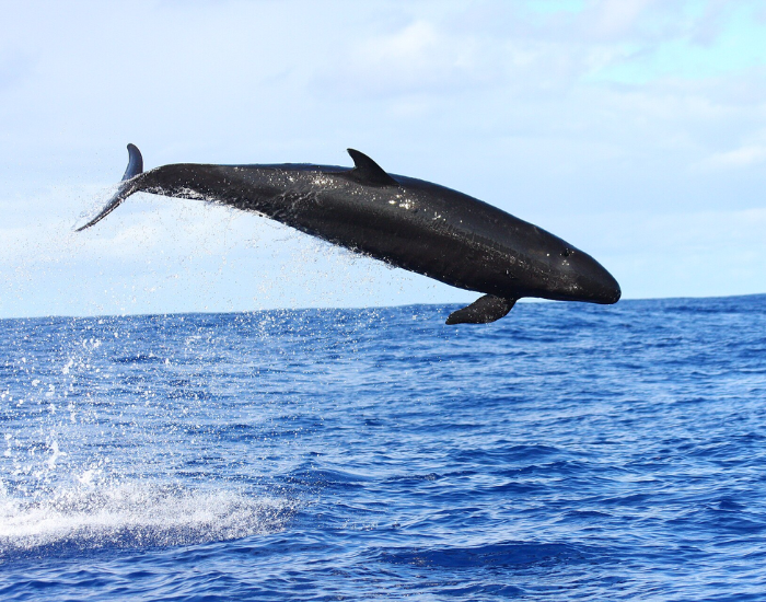 false-killer-whale-pseudorca-crassidens-jumping-breaching.webp false killer whale jumping in the ocean