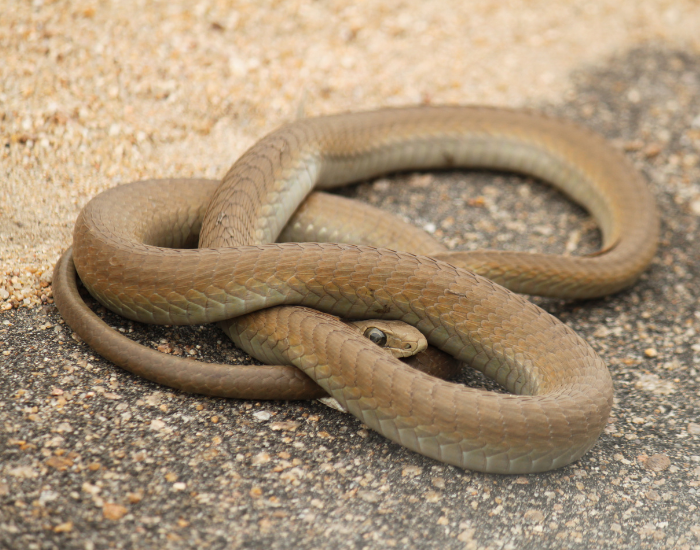 Female boomslang on the ground