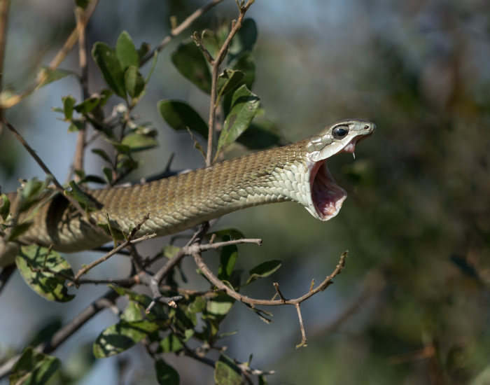 female boomslang with mouth open showing back fang
