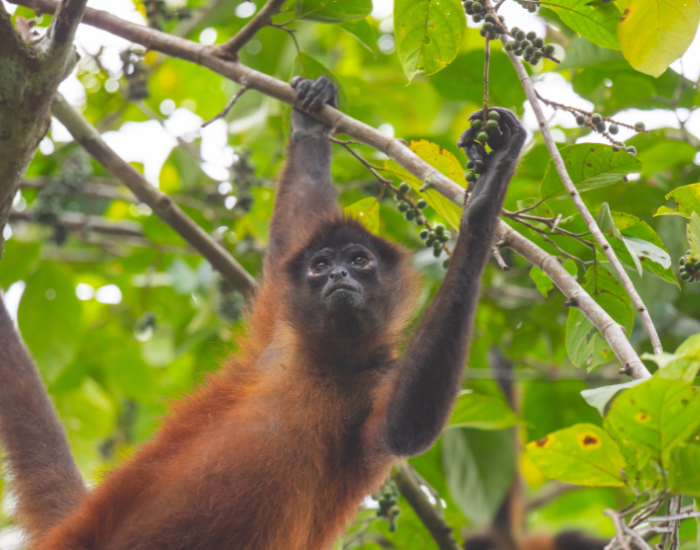 female spider monkey hanging from a tree