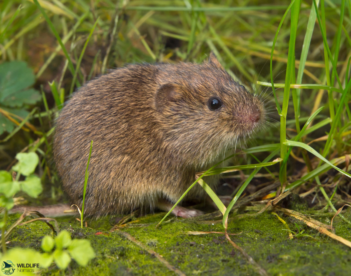 close up of a field vole