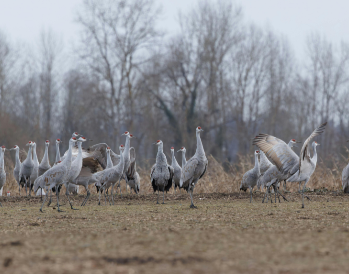 flock-sandhill-crane.webp flock of sandhill cranes in the wild