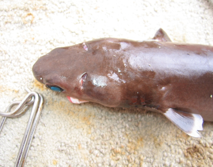 front-view-cookie-cutter-shark-bites-3.webp Cookiecutter shark specimen out of the water, close up to ehad