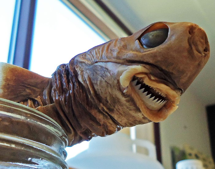 front-view-cookie-cutter-shark-bites-4.webp front view cookie-cutter shark bites