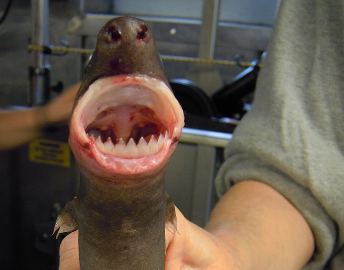 front-view-cookie-cutter-shark-bites.webp front view of a cookie cutter shark