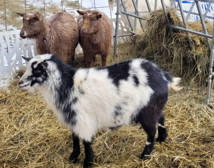 three juvenile goats in captivity in farm