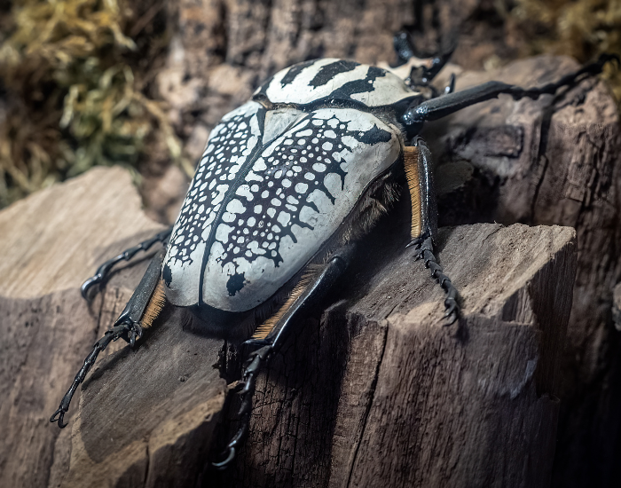 goliath-Beetle-2.webp close up of a Goliath Beetle