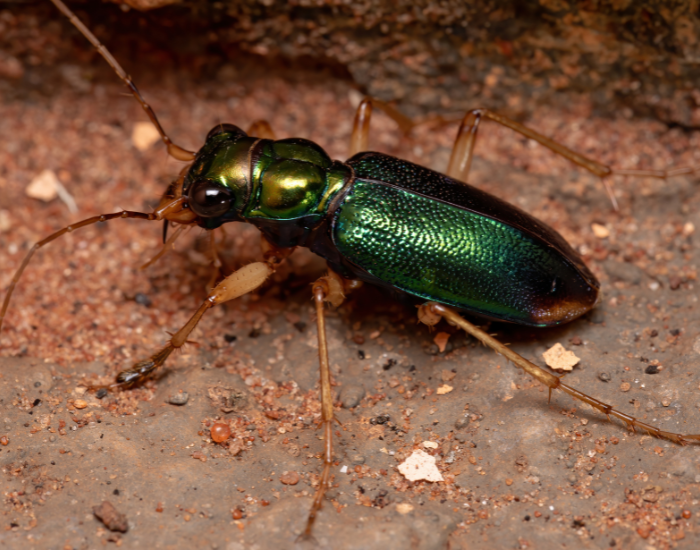 green-Tiger-Beetle.webp Tiger Beetle close uo