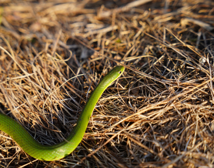 a green snake crawling on the ground