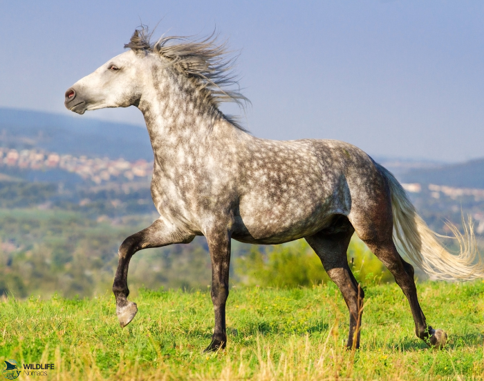 Andalusian horse standing on grass