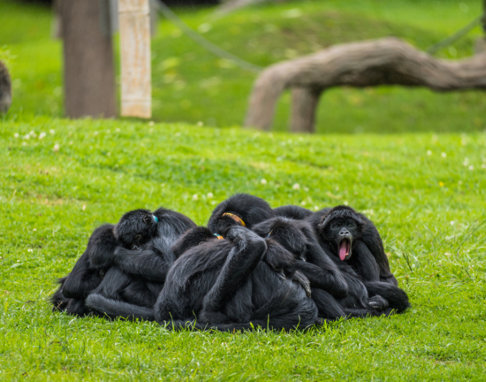 group of spider monkeys on grass