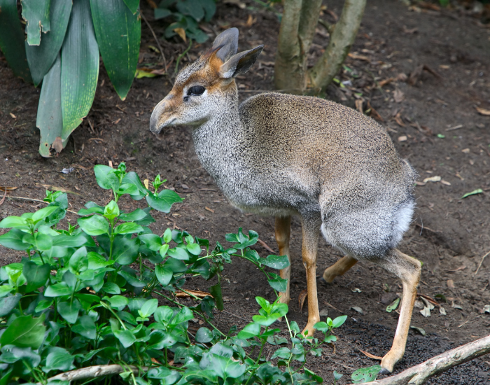 a dik dik flexing its legs in the wild