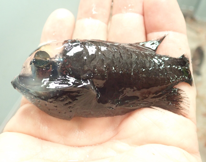 hand-holding-barreleye-fish.webp a hand holding a dead barreleye fish