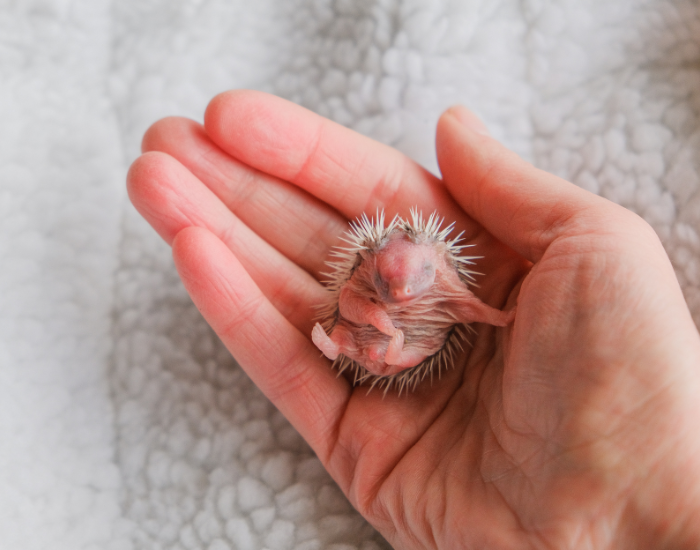 hedgehog-baby-human-hand.webp baby hedgehog on human hand