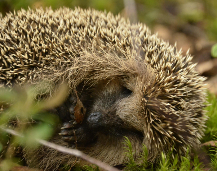 hedgehog-hibernating.webp close up of a Hibernating hedgehog