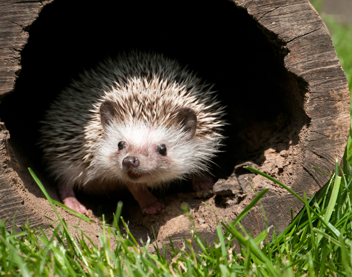 hedgehog-hollow-fallen-log.webp hedgehog hiding in a fallen log with a hollow through the middle