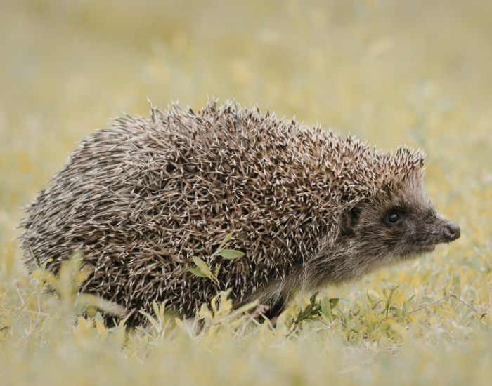 hedgehog-standing.webp hedgehog walking on grass