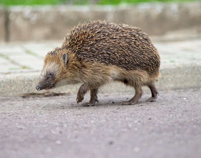 hedgehog-walking-pavement.webp hedgehog walking on. pavement