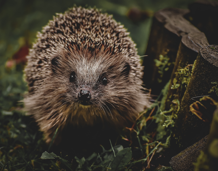hedgehog-wild-front-view.webp wild hedgehog walking on grass