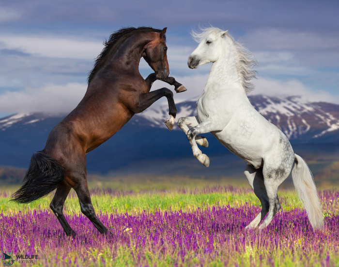 two horses rearing up against a mountain on the background and pink flowers on the ground