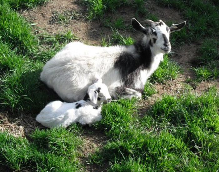 Mom kiko goat with baby laying on grass