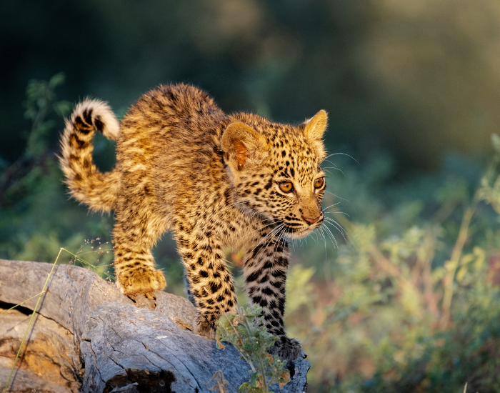 leopard-cub.webp leopard cub walking