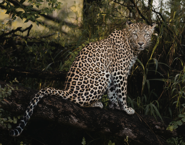 leopard-in-the-wild.webp leopard sitting on a log