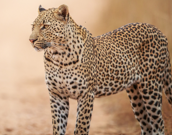 leopard-still.webp close up of an african leopard