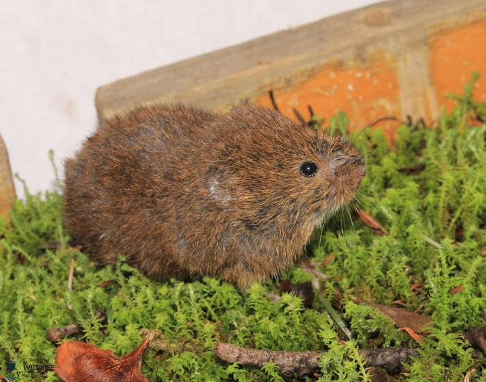 close up of a mexican vole next to a wall