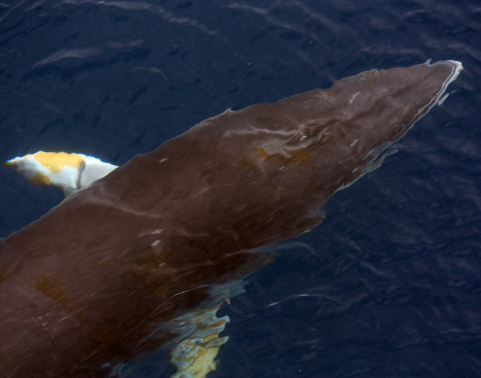 minke-whale-drone-shot.webp minke whale swimming ocean surface